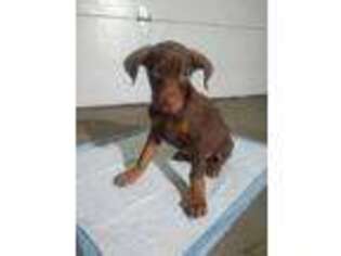 Doberman Pinscher Puppy for sale in Pasco, WA, USA