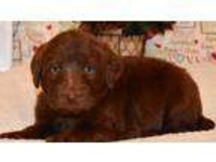 Labradoodle Puppy for sale in Monette, AR, USA