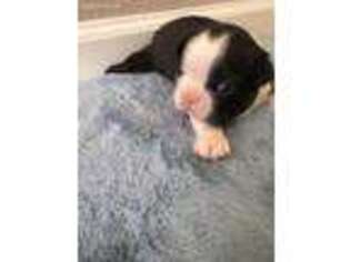 Boston Terrier Puppy for sale in Sparks, NV, USA