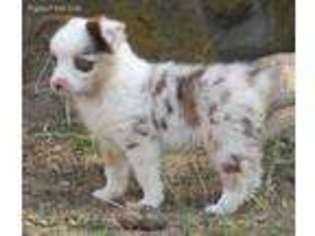 Miniature Australian Shepherd Puppy for sale in Tahlequah, OK, USA
