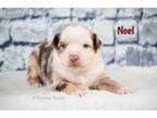 Miniature Australian Shepherd Puppy for sale in Farwell, MI, USA