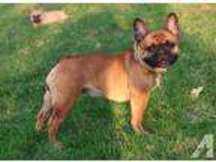 French Bulldog Puppy for sale in ROCKWOOD, PA, USA