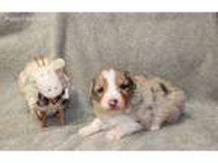 Australian Shepherd Puppy for sale in Willcox, AZ, USA