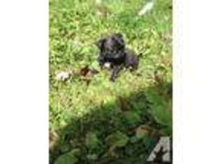 Pug Puppy for sale in RICHBURG, NY, USA