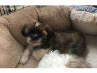 Mutt Puppy for sale in Poultney, VT, USA