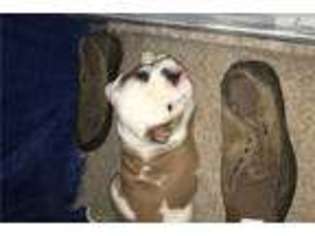 Bulldog Puppy for sale in Columbia, MO, USA