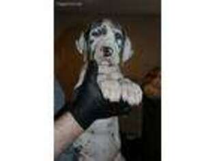 Great Dane Puppy for sale in Thomasville, NC, USA