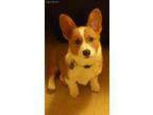 Pembroke Welsh Corgi Puppy for sale in Catonsville, MD, USA