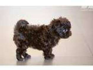 Medium Photo #1 Russian Tsvetnaya Bolonka Puppy For Sale in Phoenix, AZ, USA