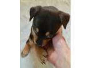 Mutt Puppy for sale in Harwich, MA, USA