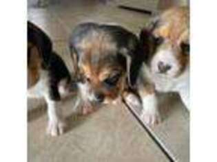 Beagle Puppy for sale in Peoria, AZ, USA