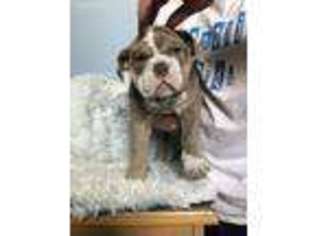 Bulldog Puppy for sale in Cherry Hill, NJ, USA