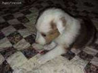 Shetland Sheepdog Puppy for sale in Adams, WI, USA