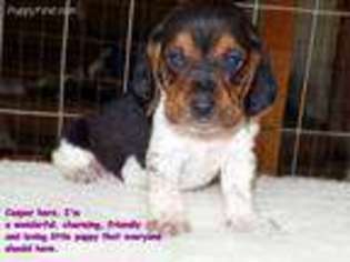 Basset Hound Puppy for sale in Old Town, FL, USA