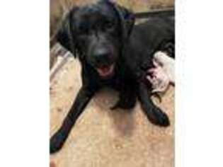 Labrador Retriever Puppy for sale in Escalon, CA, USA