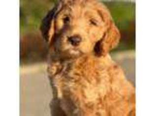 Goldendoodle Puppy for sale in Escondido, CA, USA