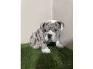 Bulldog Puppy for sale in Hayward, CA, USA