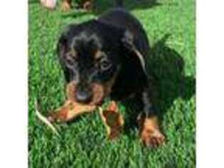Dachshund Puppy for sale in Apple Valley, CA, USA
