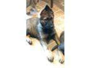 German Shepherd Dog Puppy for sale in MARION, OH, USA