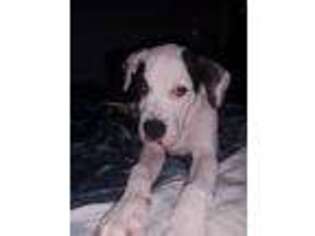 American Bulldog Puppy for sale in Lancaster, OH, USA