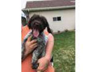 Wirehaired Pointing Griffon Puppy for sale in Fargo, ND, USA