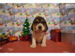 Beagle Puppy for sale in Fort Smith, AR, USA