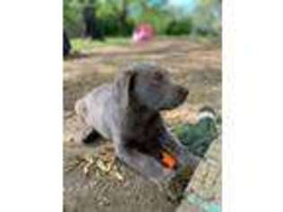 Labrador Retriever Puppy for sale in Fayetteville, TN, USA