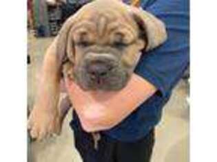 Cane Corso Puppy for sale in Schwenksville, PA, USA