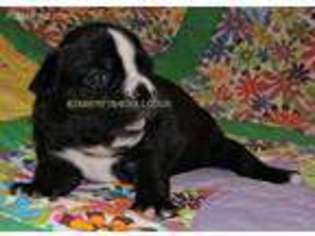 Mutt Puppy for sale in Folkston, GA, USA