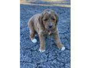 Goldendoodle Puppy for sale in Lawrenceburg, TN, USA