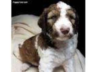Mutt Puppy for sale in Baldwin City, KS, USA