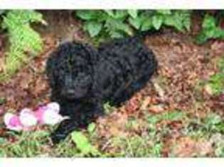 Australian Labradoodle Puppy for sale in WOODLAND, WA, USA