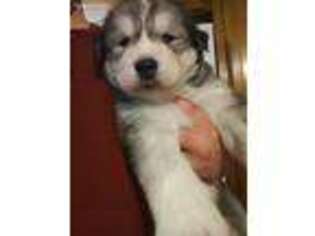 Alaskan Malamute Puppy for sale in Fresno, CA, USA