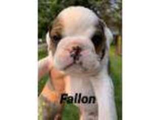 Bulldog Puppy for sale in Columbus, IN, USA