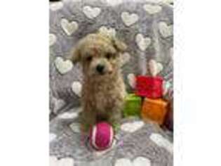 Goldendoodle Puppy for sale in Middlefield, OH, USA