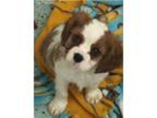 Cavalier King Charles Spaniel Puppy for sale in Gurnee, IL, USA