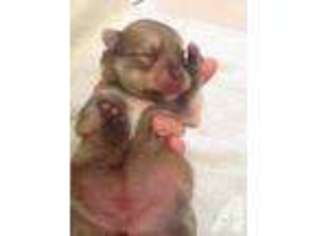 Pomeranian Puppy for sale in BENTONVILLE, AR, USA