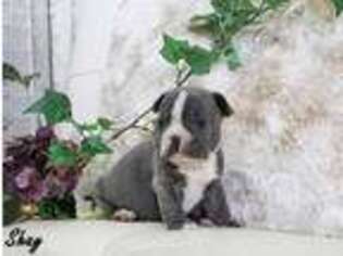 French Bulldog Puppy for sale in Alton, IA, USA