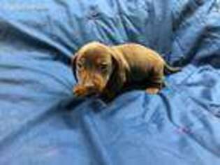 Dachshund Puppy for sale in Goliad, TX, USA