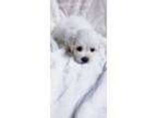 Maltese Puppy for sale in Rockford, MI, USA