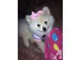 Pomeranian Puppy for sale in SOMERSET, KY, USA