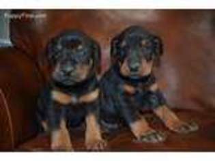 Doberman Pinscher Puppy for sale in Waco, GA, USA