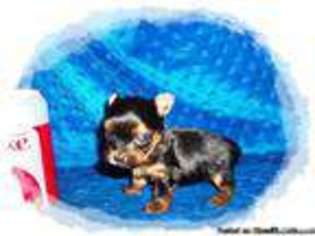 Yorkshire Terrier Puppy for sale in MENIFEE, CA, USA