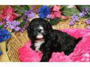 Cavachon Puppy for sale in COLVILLE, WA, USA