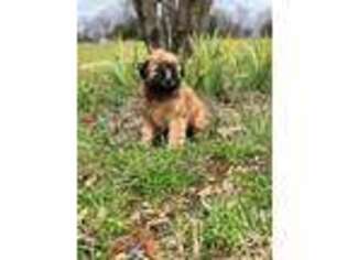 Soft Coated Wheaten Terrier Puppy for sale in Pittsburg, TX, USA