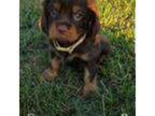 Cavalier King Charles Spaniel Puppy for sale in Mount Vernon, MO, USA