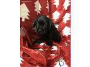 Labrador Retriever Puppy for sale in Bloomfield, NY, USA