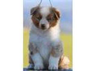 Miniature Australian Shepherd Puppy for sale in Saint Joe, AR, USA