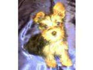 Yorkshire Terrier Puppy for sale in Saint Francisville, LA, USA