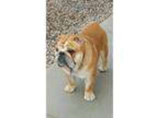 Bulldog Puppy for sale in Los Lunas, NM, USA